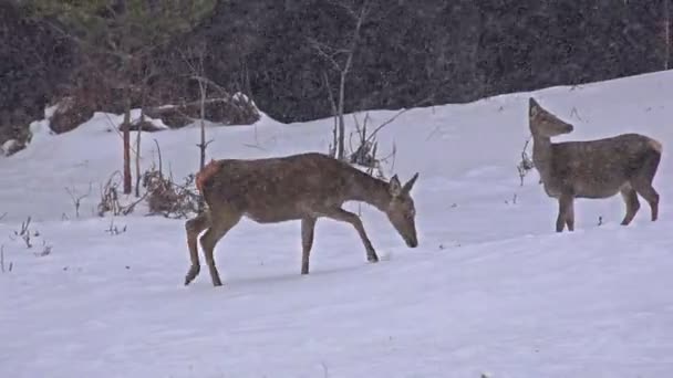 Ciervo caminando en la nieve — Vídeo de stock