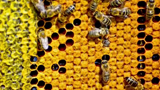 Abejas que producen miel — Vídeos de Stock