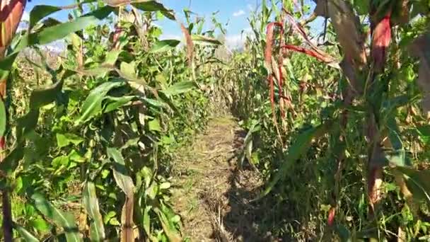 농장에서 옥수수 밭 — 비디오