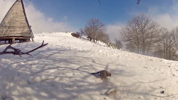 Taube pickt Mais im Schnee — Stockvideo