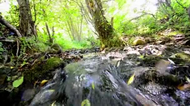 Bach Regenwald Läuft Über Bemooste Felsen Niedriger Winkel — Stockvideo