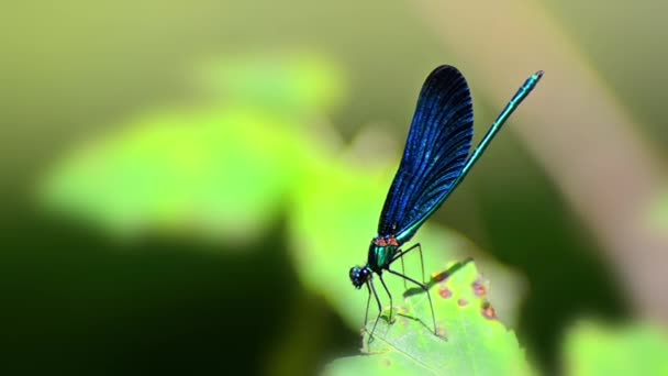 Donker Blauw Dragonfly Groen Gebladerte Blad Close — Stockvideo