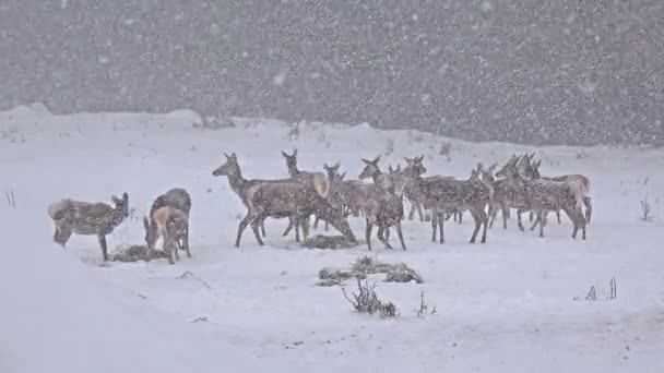 Deer feeding in wild nature — Stock Video