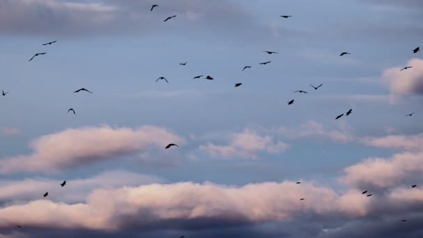 Visa Flygande Flock Fåglar Molniga Himmel Bakgrund — Stockvideo