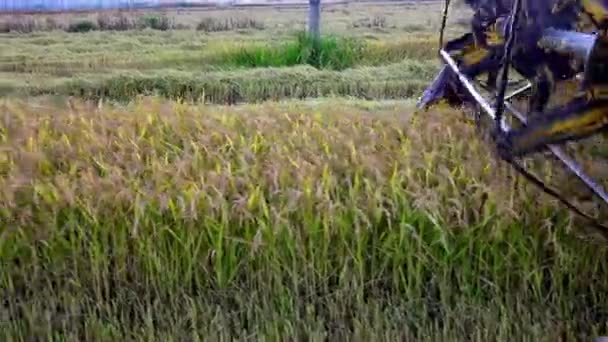 联合收割机叶片收割小麦在白天 — 图库视频影像