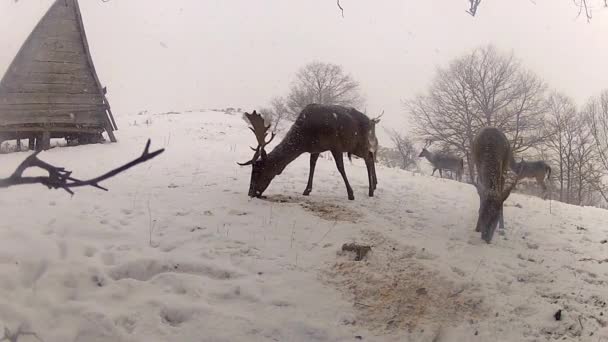 Alimentation des cerfs dans la neige d'hiver — Video