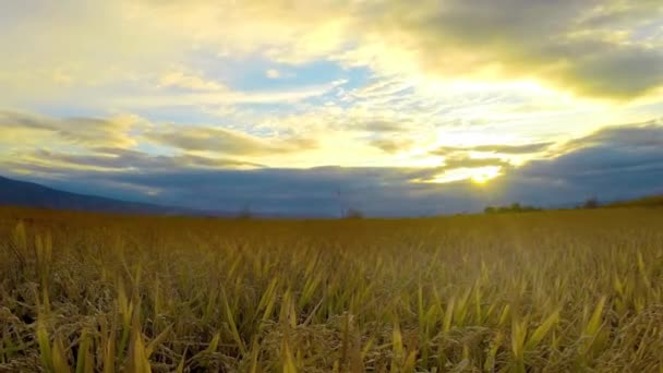 Zeitraffer Von Weizen Der Auf Dem Hintergrund Des Sonnenuntergangs Schwankt — Stockvideo