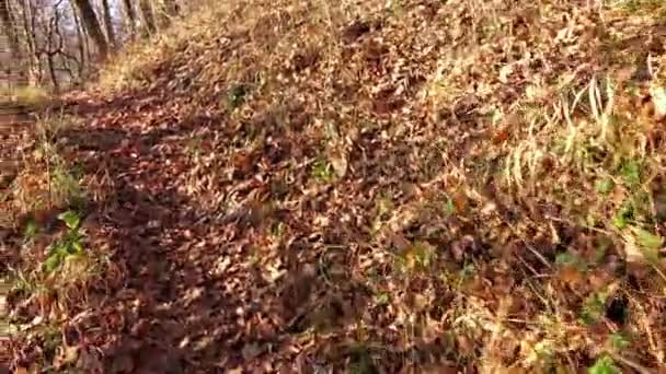 Sicht Eines Mannes Der Herbstlichen Wald Umgeben Von Umgefallenen Blättern — Stockvideo