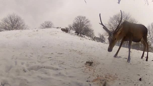 冬の給餌にシカの群れ — ストック動画