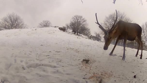 Gruppo di cervi che si nutrono d'inverno — Video Stock