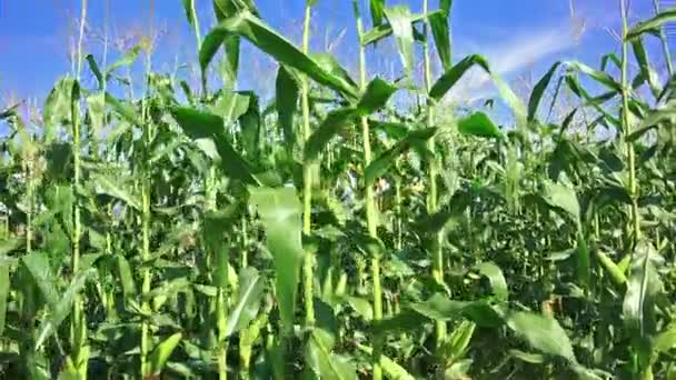 Campo de maíz en la granja — Vídeo de stock