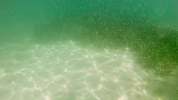 Niño Nadando Bajo Agua Cámara Lenta — Vídeo de stock