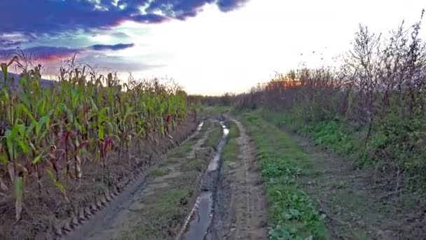 新鮮な緑のトウモロコシの行を持つ古い泥のパスに沿って歩く着実な夕日 — ストック動画