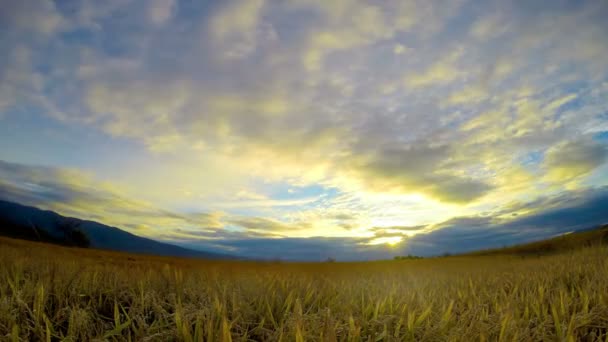 Time Lapse Frumento Ondeggiante Sfondo Tramonto — Video Stock