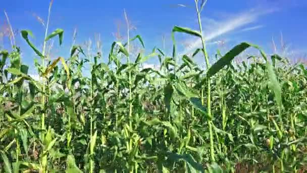 Campo de maíz en la granja — Vídeo de stock