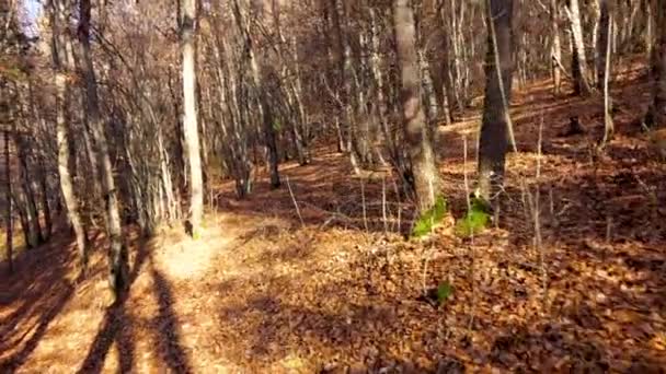 Pov Caminando Través Del Bosque Otoño Cámara Constante Vídeo Archivo — Vídeos de Stock