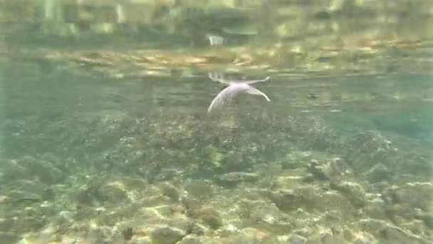 Slow Motion Feather Floating Underwater — Stock Video