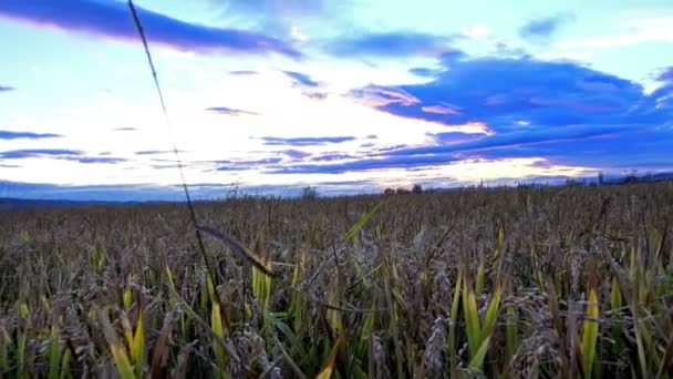 Blick Auf Weizen Der Auf Dem Hintergrund Des Sonnenuntergangs Schwankt — Stockvideo