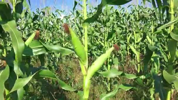 Corn field at farm — Stock Video