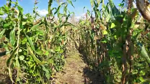 Kukuřičné pole na farmě — Stock video