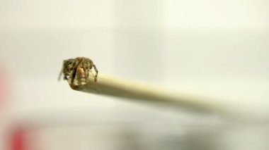 Tahta sopa sürünen örümcek yakın çekim