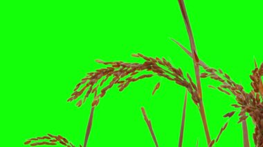 Yeşil arka plan üzerinde izole pirinç mahsulün yakın çekim