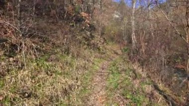 Gündüz, mavi gökyüzü altında sonbaharda orman yolu