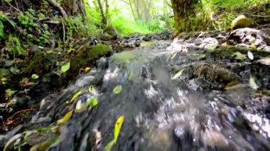 Yosunlu kayalar, düşük açılı üzerinde çalışan yağmur ormanlarında Creek