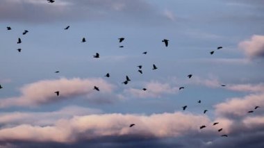 Kuşlar sürüsü bulutlu mavi gökyüzü arka plan üzerinde uçan görünümü