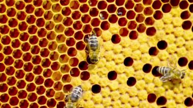 üreten arılar bal