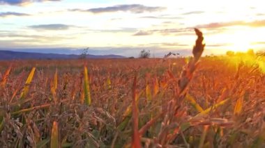 buğday alan günbatımı güneş