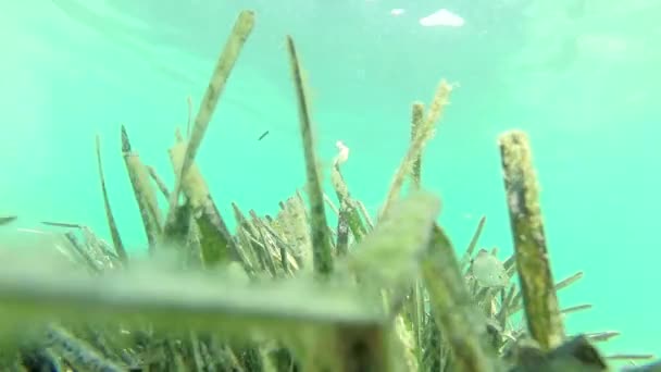 Underwater Video Green Algae Small Fishes Blue Background — Stock Video