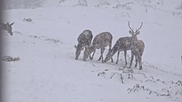 Харчування оленів у дикій природі — стокове відео