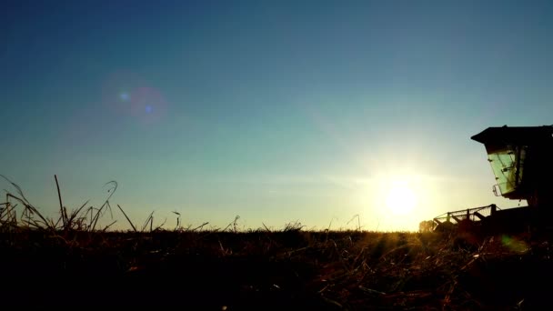 Seitenansicht Von Weizenerntescheren Bei Sonnenuntergang — Stockvideo