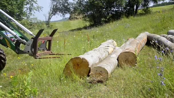 Skopjee Macedonia Dic 2016 Llumber Mill Logging Wood Trees Facility — Vídeos de Stock