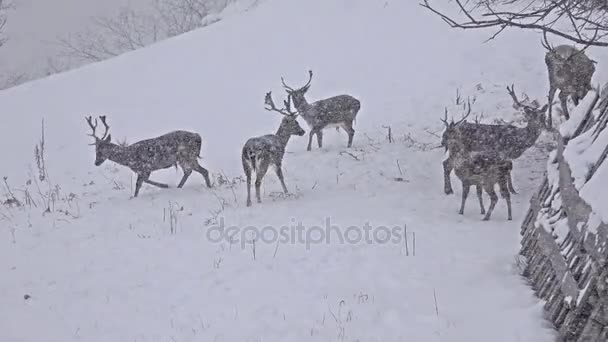 Ciervos en invierno nieve — Vídeo de stock