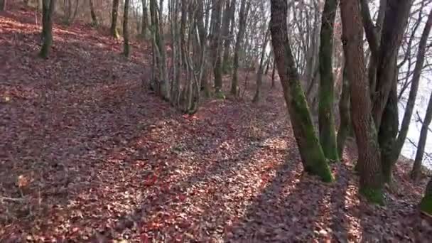 Gruppe Großer Weißer Hirsch Bock Einer Schneebedeckten Wiese Uhd Stock — Stockvideo