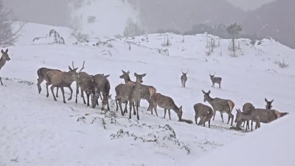 Herten voederen in de wintersneeuw — Stockvideo