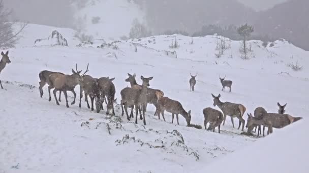 Ciervos alimentándose en invierno nieve — Vídeo de stock