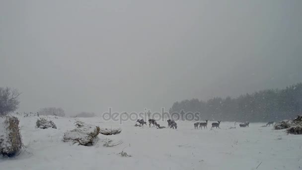 Gruppo di cervi che si nutrono d'inverno — Video Stock