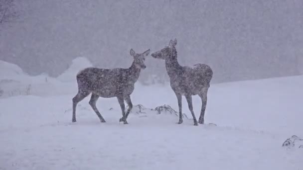 Cervi che camminano nella neve invernale — Video Stock