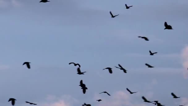 Pájaros Que Vuelan Las Nubes Sobre Fondo Azul Del Cielo — Vídeo de stock