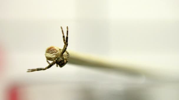 Kleine Spinne Posiert Auf Spitze Von Dönerspieß Nahaufnahme — Stockvideo