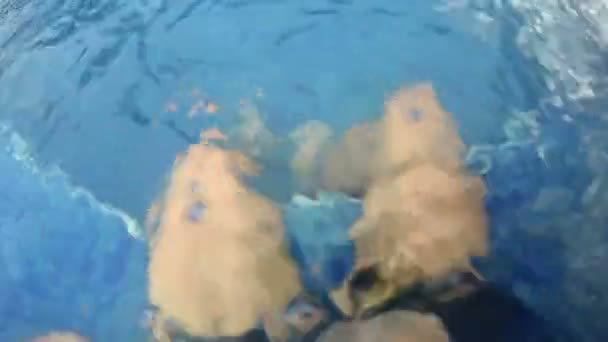 Hombre Pies Salpicaduras Agua Piscina Uhd Stock Video — Vídeo de stock