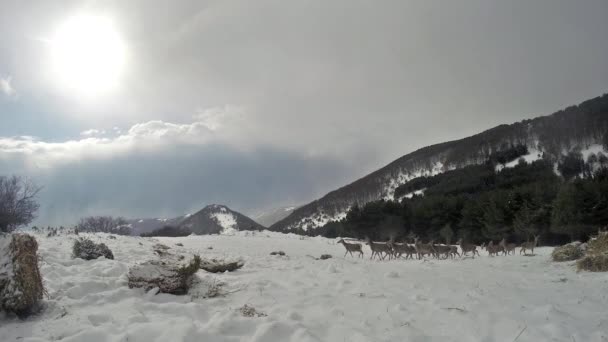 Hirsche laufen im Winterschnee — Stockvideo