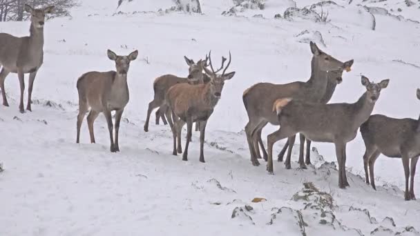 Alimentazione dei cervi nella neve invernale — Video Stock