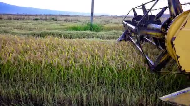 Buğday Pirinç Çavdar Hasat Birleştirmek Bıçaklar Yan Görünüm — Stok video