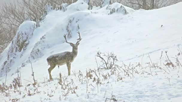 Retrato de ciervo adulto en la nieve — Vídeo de stock