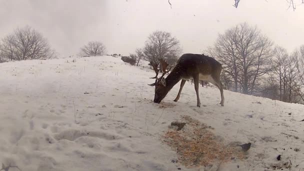 Группа кормления оленей зимой — стоковое видео