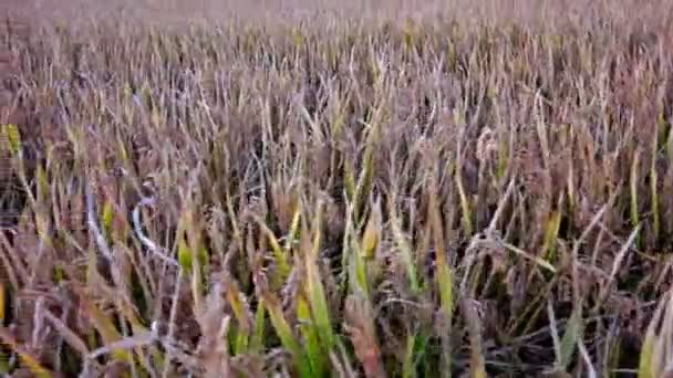 Landskap av ris gård — Stockvideo